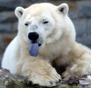 Polar bear sticking out tongue
